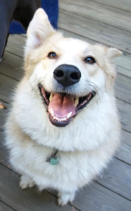 Smiling Calder